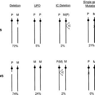 Imprinting centre (IC) microdeletions in Prader–Willi (PWS) and... | Download Scientific Diagram