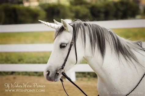 Are Unicorn Horns Safe and Humane for Ponies? - If Wishes Were Ponies™