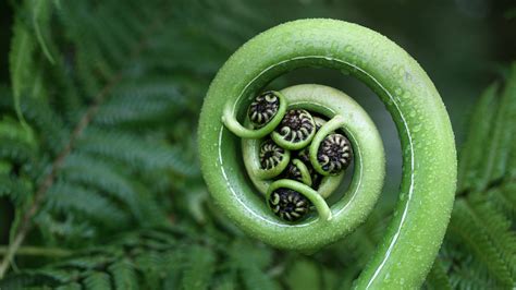 Silver Fern Frond Photograph | Home