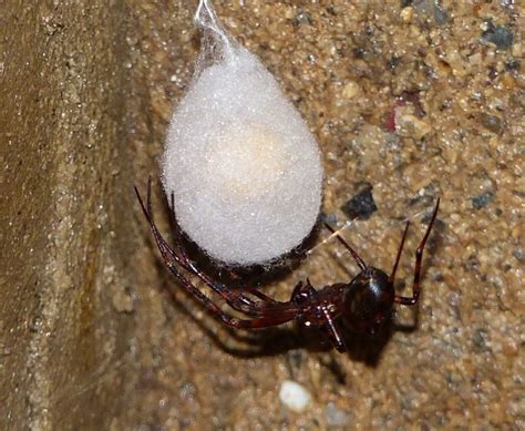 Picture: Cave Spider 5