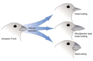 Natural Selection And Darwin's Theory of Biological Evolution