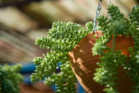 5 Best Hanging Succulent Varieties That Are Must-Haves In Your Garden