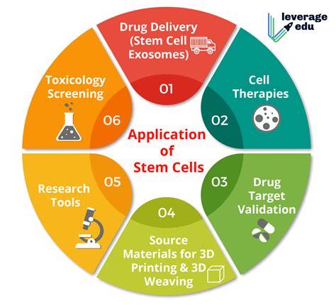 Applications of Stem Cells - Leverage Edu