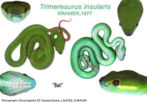 Trimeresurus insularis | The Reptile Database