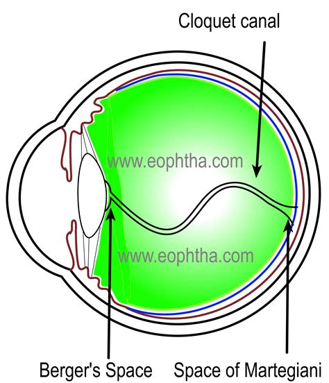 Anatomy of Vitreous