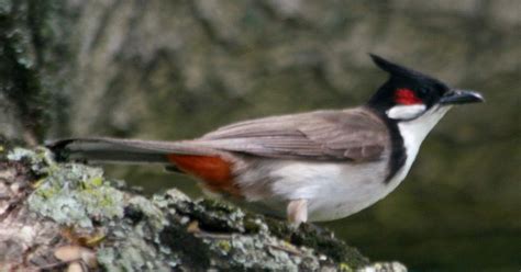 shubhasthoughts: the Bulbul bird