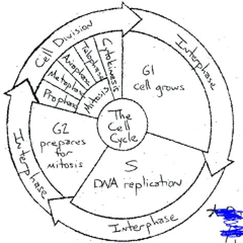 Ter Cycle Coloring Pages – Chamberprintco — db-excel.com