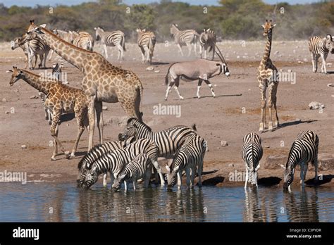 Africa, Namibia, Safari animals at waterhole in etosha national park Stock Photo - Alamy