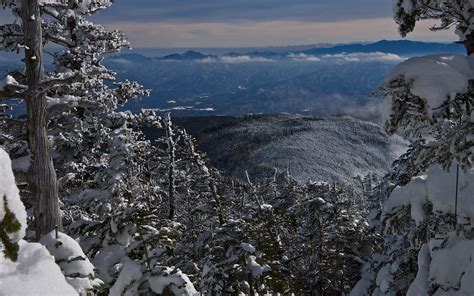 trees, Snow, Landscape Wallpapers HD / Desktop and Mobile Backgrounds