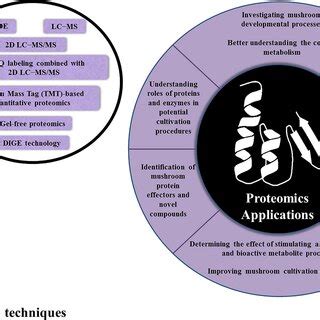 Commonly used techniques in proteomics and a summary of the proteomics ...