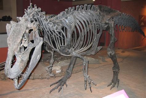 Allosaurus | Extinct Animals