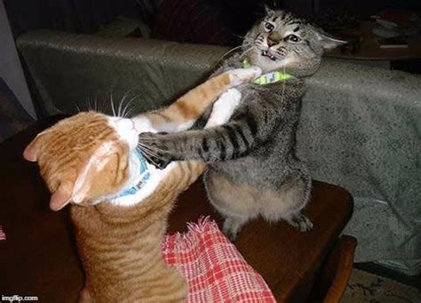 Two cats fighting for real - Imgflip