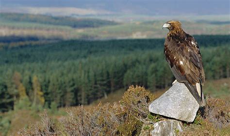 Golden eagle numbers have RISEN in remarkable Scottish recovery ...