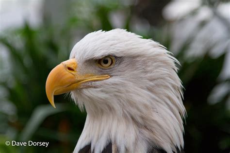 Bird Treatment and Learning Center: Save the Eagle 2014