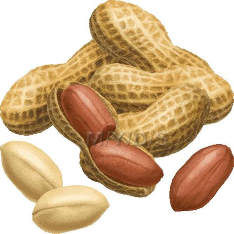 Peanut Clipart – Gclipart.com