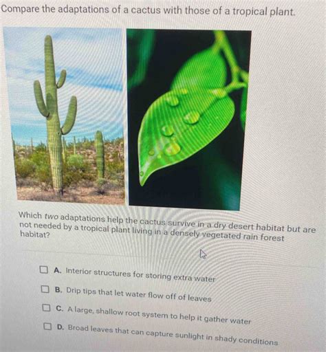Solved: Compare the adaptations of a cactus with those of a tropical ...