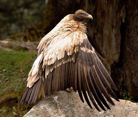 Himalayan Griffon/Vulture, Baniyakund (September 2015) Photographer: Poonam S. | Vulture ...