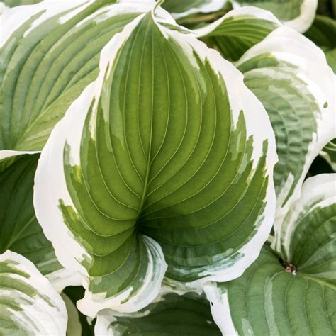 HOSTA PATRIOT - Berns Garden Center & Landscaping - Ohio