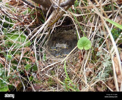 Savannah Sparrow nest Stock Photo - Alamy