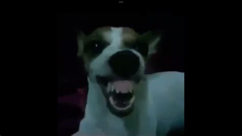 Goofy Ahh Dog Laugh - YouTube