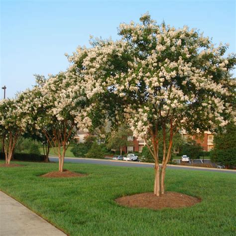 Natchez Crape Myrtle Trees for Sale – FastGrowingTrees.com