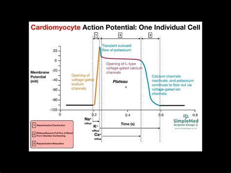 Action Potential Diagram Muscle