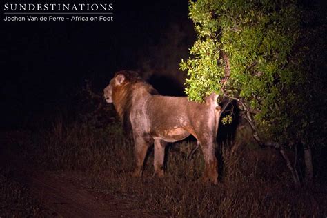 Trilogy male lion roaring into the night