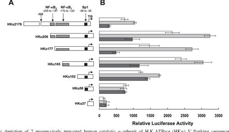 Figure 1 from The role of Sp1 in IL-1beta and H. pylori-mediated regulation of H,K-ATPase gene ...