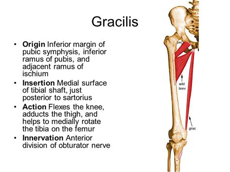 股薄肌(gracilis muscle) | 職能治療陪你居家復健