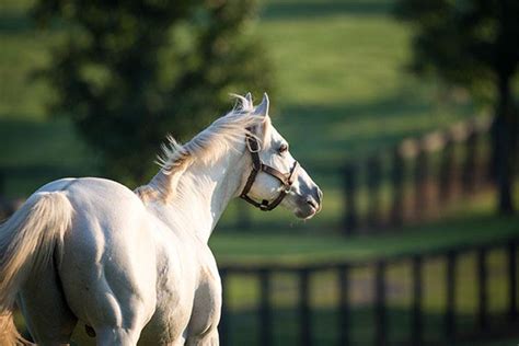 'Obsessed' With Tapit Colt at F-T Saratoga'Obsessed' With Tapit Colt at ...