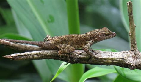 Urban lizards share genomic markers not found in forest-dwellers | NSF - National Science Foundation