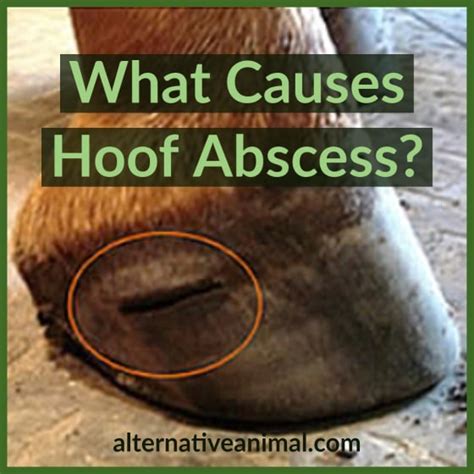 What Causes Hoof Abscess? • Alternative Animal