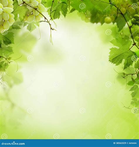 Sunny Green Background With Grape Vines Royalty Free Stock Images - Image: 38563329