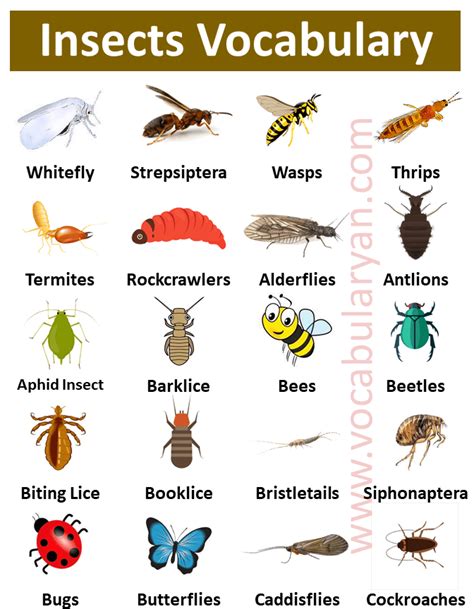 List of Insects Names with Picture in English – VocabularyAN