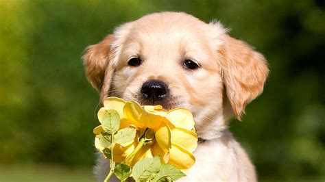 Retriever Puppy Petals, labrador-retriever, dog, animals, petals, puppy ...