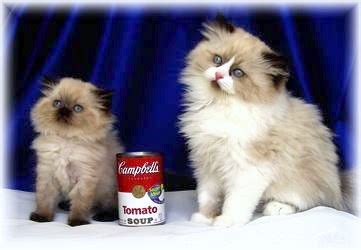 Teacup Persian Cats Full Grown