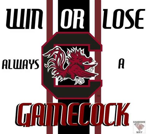 Gamecock Tshirt | Gamecocks, Carolina gamecocks football, Gamecocks ...