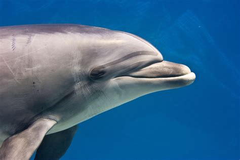 Dolphins Recorded Having a ‘Conversation?’ Not So Fast.