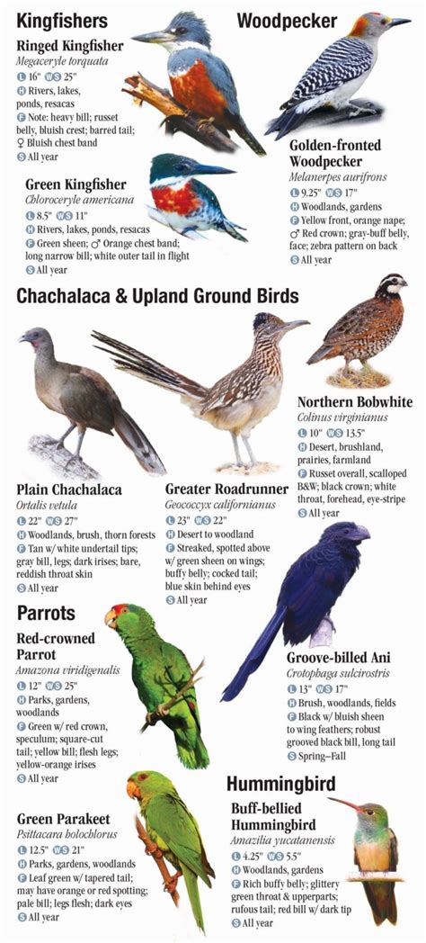 Birds of South Texas – Quick Reference Publishing