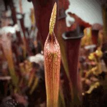 Carnivorous Plant GIF - Carnivorous Plant - Discover & Share GIFs ...