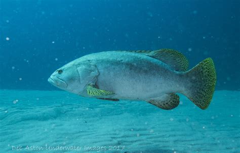 Epinephelus lanceolatus