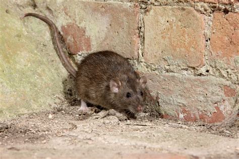 First coronavirus, now rats. Why hungry rodents are heading for homes - nj.com