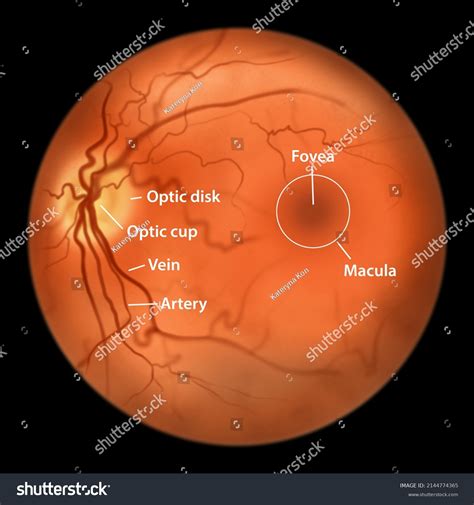 Macula