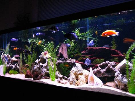 Photo 5 125 gallon african cichlid tank – Artofit