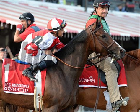 At the Races - 2016 - BloodHorse Photo Store | Horse racing, Horse breeds, Horses