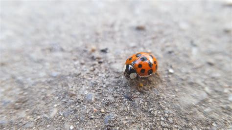 Orange Ladybug · Free Stock Photo