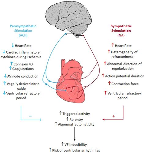 Frontiers | Sympathetic Activation in Hypertensive Chronic Kidney Disease – A Stimulus for ...