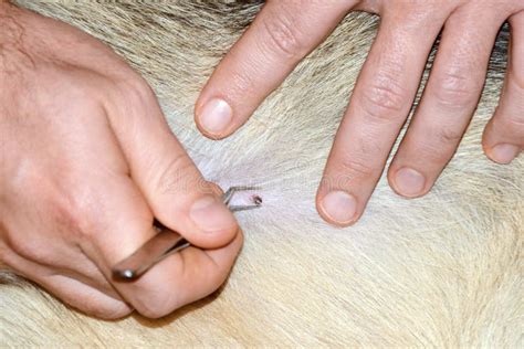 Removing Tick Attached To Dog With Tweezers Stock Image - Image of disease, feeding: 34560145