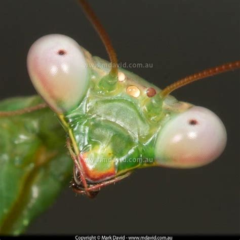 Mark David | How many eyes does an insect have?