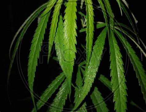 Image of Ganja tree leaf-FE317057-Picxy